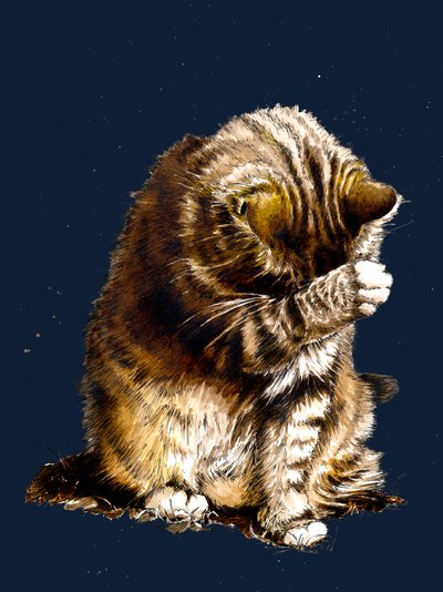 Smallfry The Cat on Midnight Blue by Mike Davis
