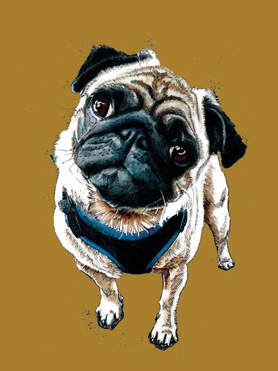 Teddy The Pug by Mike Davis