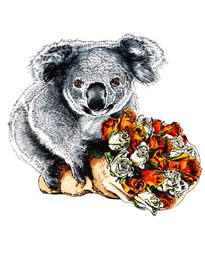 Thanks Koala on White by Mike Davis