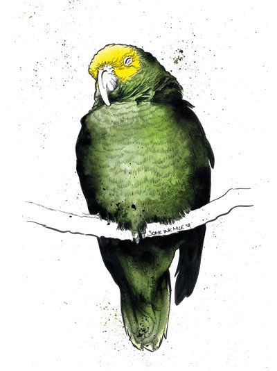 The Amazon Parrot on White by Mike Davis