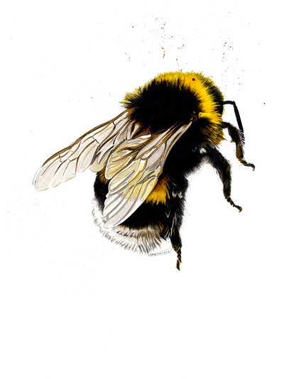 The Bee on White by Mike Davis
