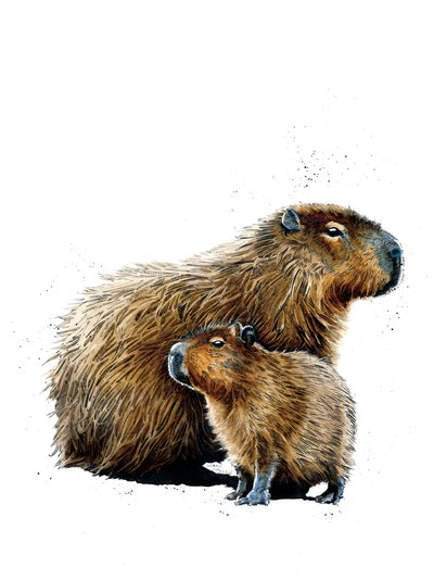 The Capybaras on White by Mike Davis