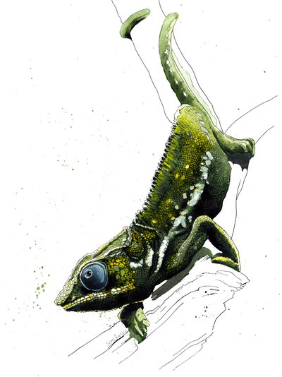 The Chameleon on White by Mike Davis