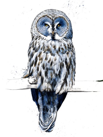 The Great Grey Owl on White by Mike Davis