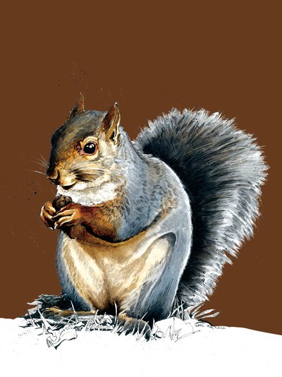 The Grey Squirrel by Mike Davis