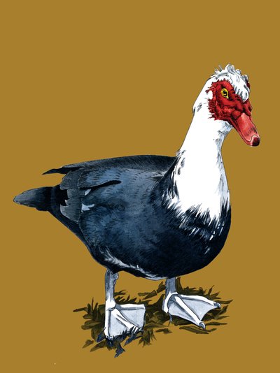 The Muscovy Duck on Golden Yellow, 2020 by Mike Davis
