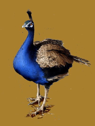 The Peacock on Golden Yellow by Mike Davis