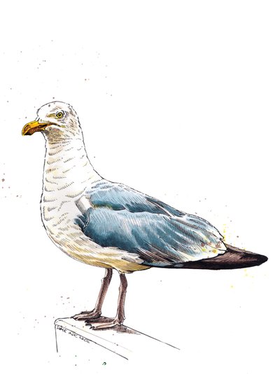 The Seagull on White, 2020 by Mike Davis