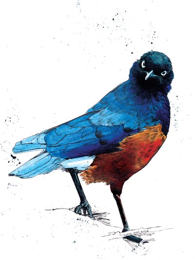 The Superb Starling on White, 2020 by Mike Davis