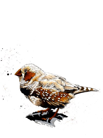 The Zebrafinch by Mike Davis