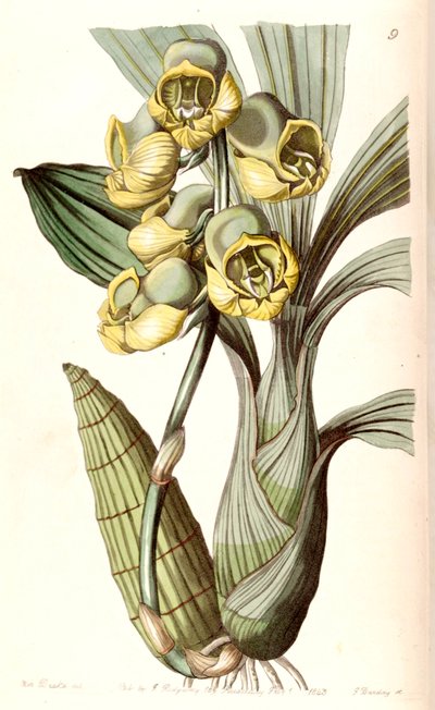 Catasetum planiceps by Miss Drake