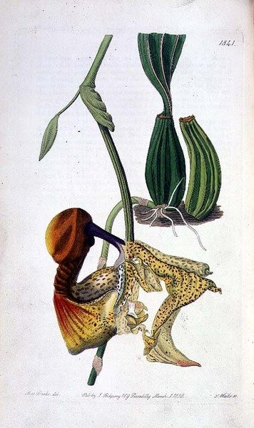 Orchid: Laelia autumnalis, published by I. Ridgway by Miss Drake