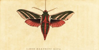 Elephant Hawk Moth, Deilephila Elpenor (engraving) by Moses Harris