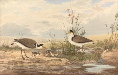 Masked Lapwing, Vanellus miles by Neville Henry Cayley