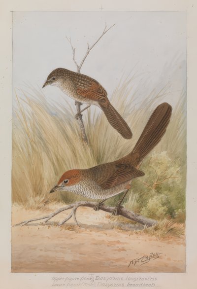 Long-billed Bird by Neville William Cayley