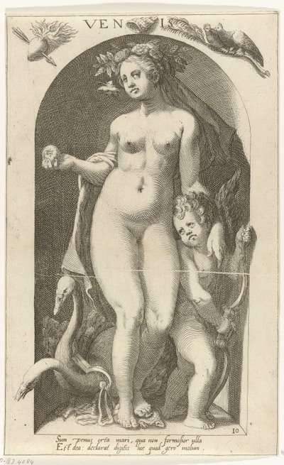 Venus by Nicolaas Braeu