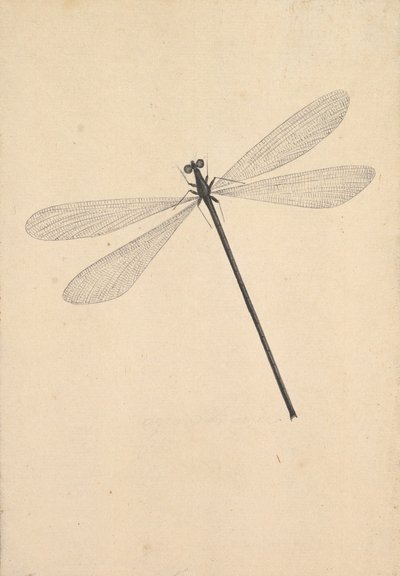 A Dragonfly by Nicolaas Struyk