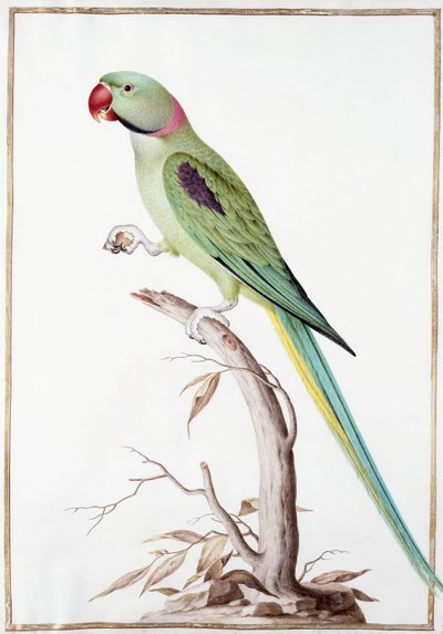 Alexandrine Parakeet by Nicolas Robert