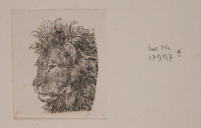 A Lion