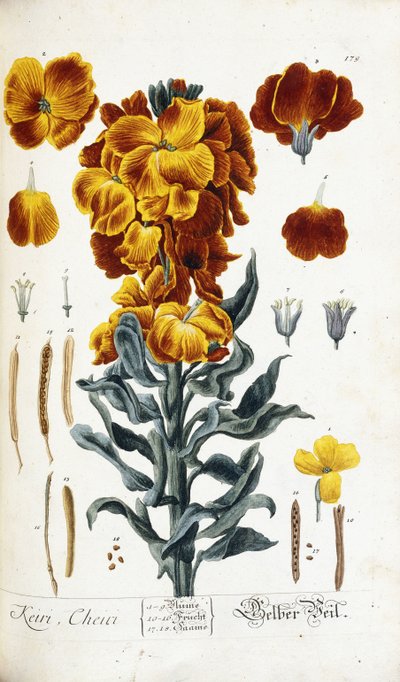 Wallflower by Nikolaus Friedrich Eisenberger