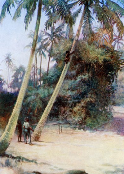 Climbing after green coconuts by Norman Hardy