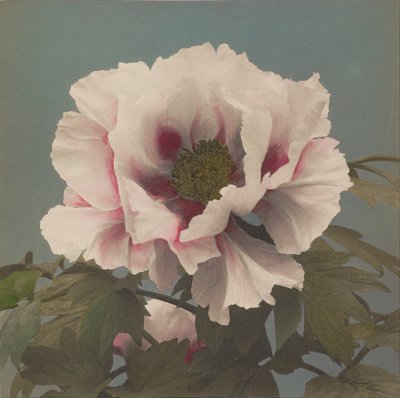 Tree Peony by Ogawa Kazumasa