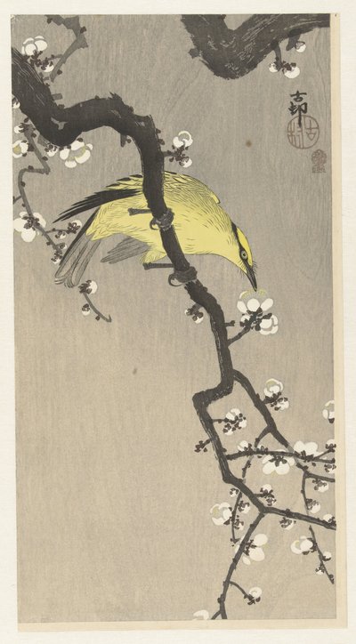 Chinese Oriole on Plum Blossom Branch by Ohara Koson