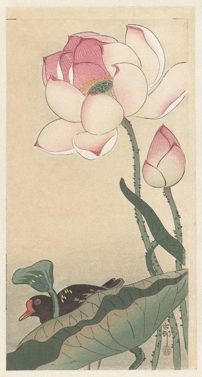 Gallinule with Lotus Flowers by Ohara Koson