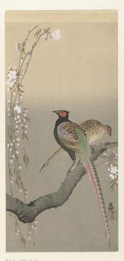 Pair of Pheasants and Cherry Blossoms by Ohara Koson