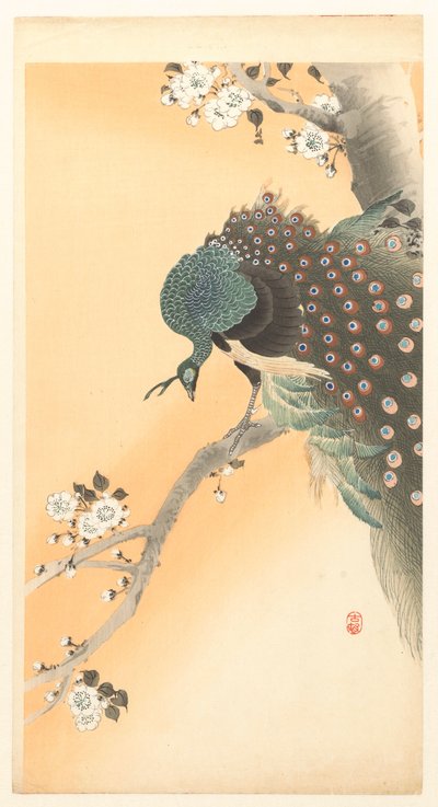 Peacock in a Cherry Tree by Ohara Koson
