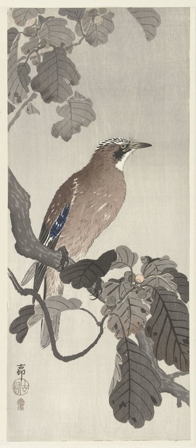 Flemish Jay on Tree Branch by Ohara Koson