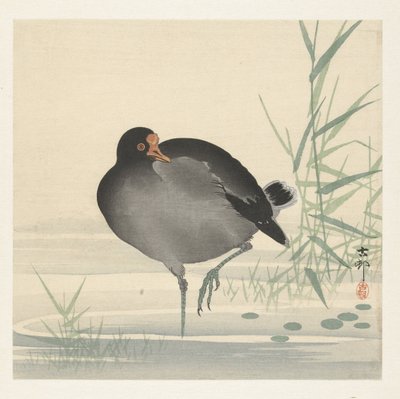 Moorhen by Ohara Koson