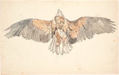 A dead buzzard with spread wings by P.C. Skovgaard