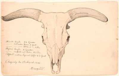 Skull of a cow by P.C. Skovgaard