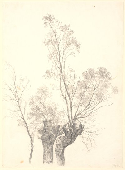 Study of Pollarded Willow Trees by P.C. Skovgaard