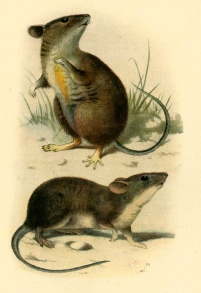 St. Kilda Mice by P. J. Smit