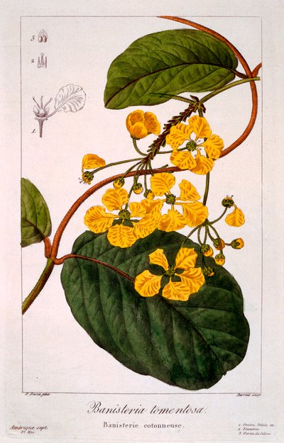 Banisteria: B. tormentosa, pub. 1836 by Panacre Bessa