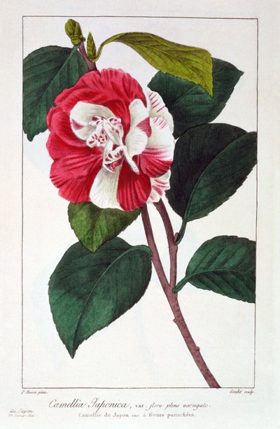Camellia Japonica, pub. 1836 by Panacre Bessa