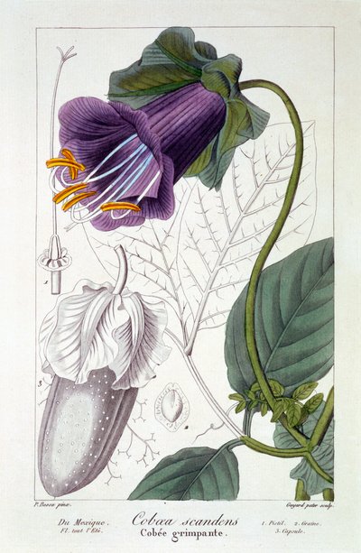 Cobaea Scandens by Panacre Bessa