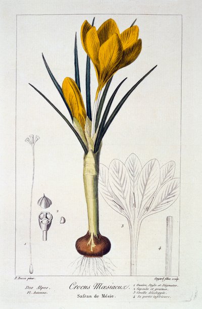 Crocus Maesiacus by Panacre Bessa