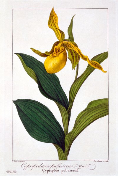 Cypripedium by Panacre Bessa