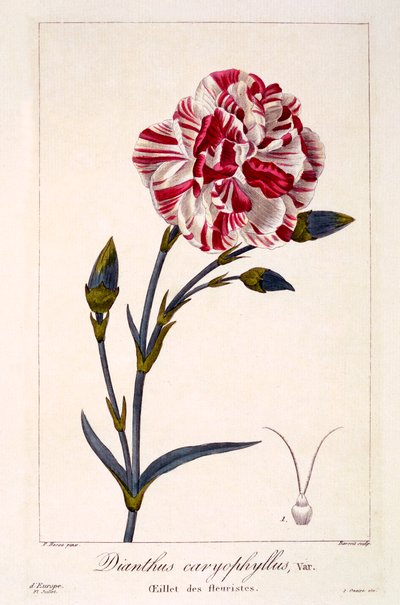 Dianthus Caryophyllus by Panacre Bessa
