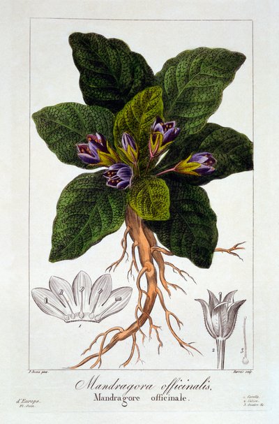 Mandrake: Mandragora officinarum by Panacre Bessa