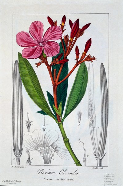 Nerium Oleander by Panacre Bessa
