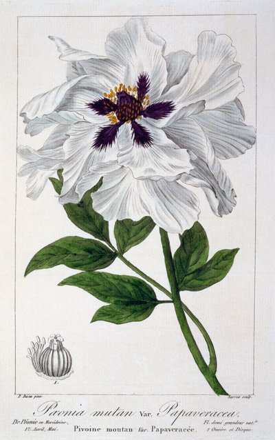 Peaeonia Suffruticosa by Panacre Bessa
