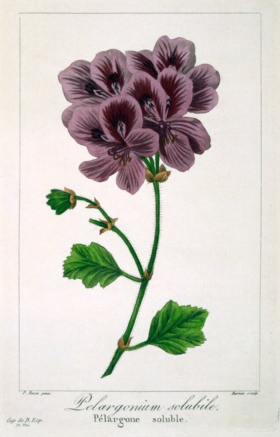 Pelargonium by Panacre Bessa