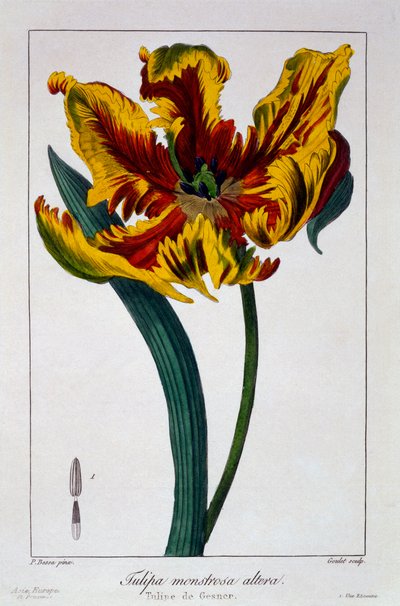 Tulip 