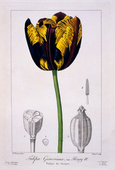 Tulip: King Henry IV, pub. 1836 by Panacre Bessa