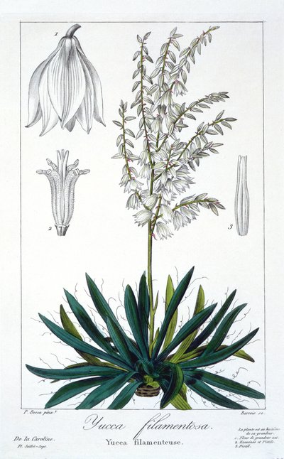 Yucca filimentosa, pub. 1836 by Panacre Bessa