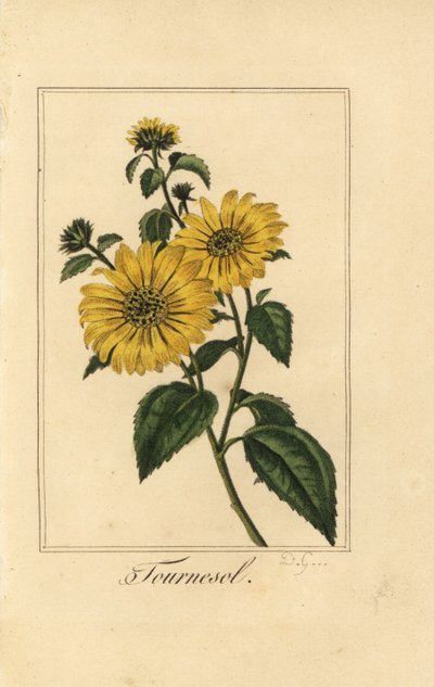 Sunflower by Pancrace (after) Bessa